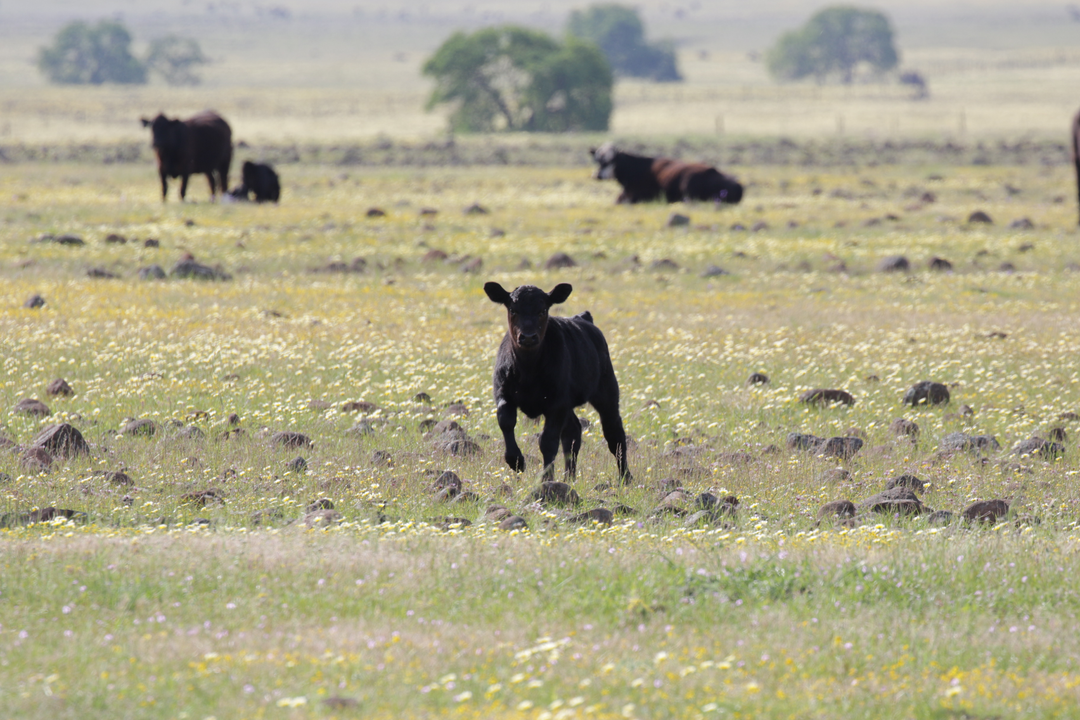 Baby cow at Dye Creek